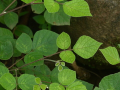 Pseudarthria viscida