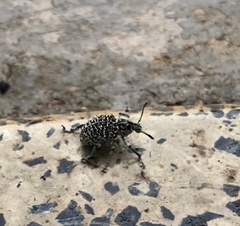 Cydianerus latruncularius