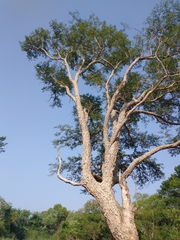 Chloroleucon tenuiflorum