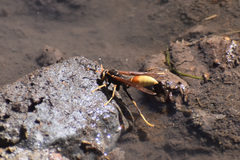Polistes comanchus