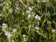 Plagiobothrys collinus