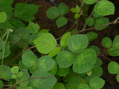 Pseudarthria viscida