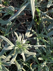Buglossoides arvensis