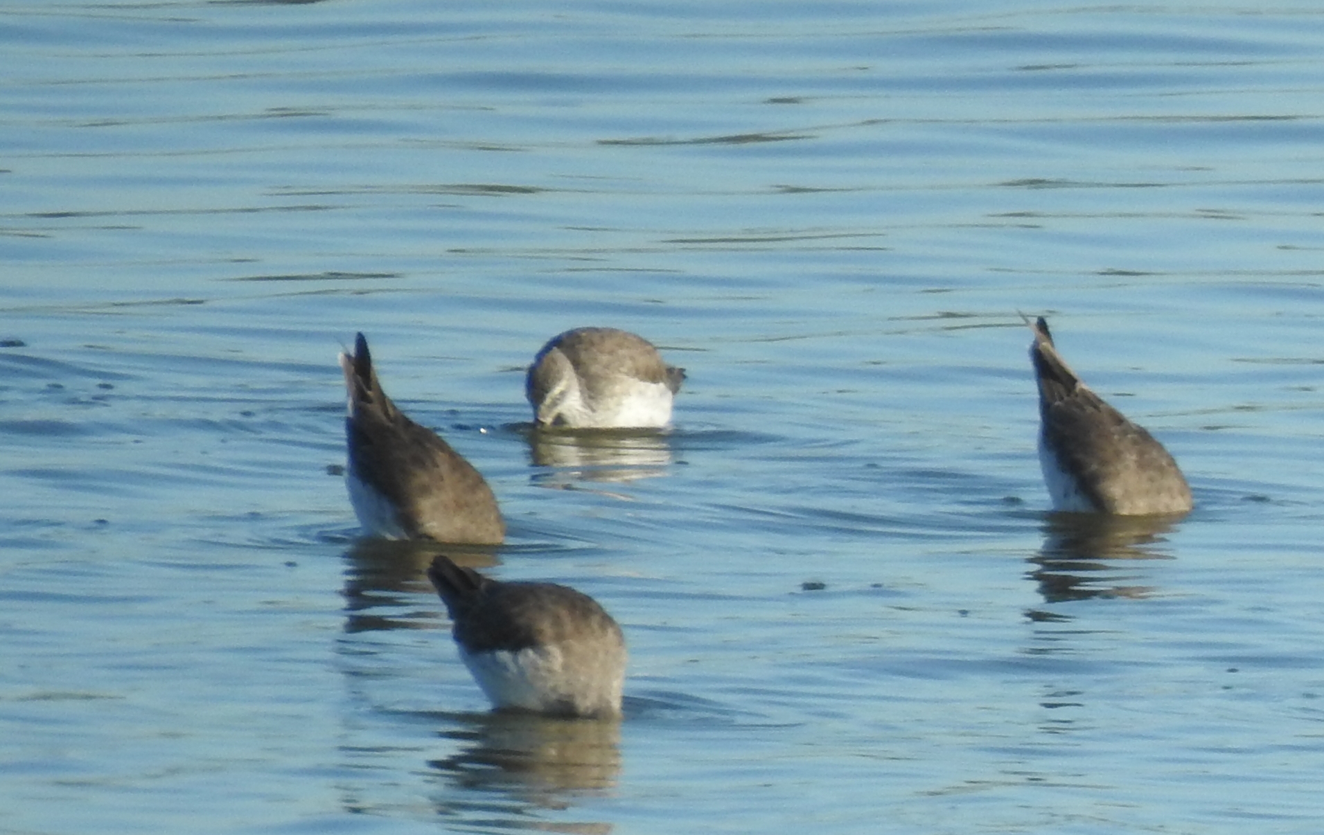 Stilt Sandpiper