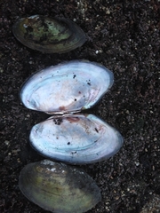 Anodontites trapesialis