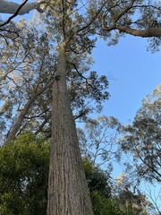 Eucalyptus laevopinea