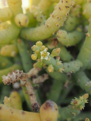 Thesium subsucculentum