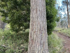 Eucalyptus laevopinea