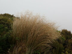 Chionochloa