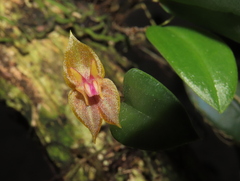 Lepanthes marthae