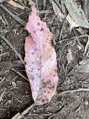 Eucalyptus laevopinea