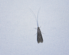 Triplectidinae