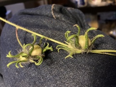 Convolvulaceae