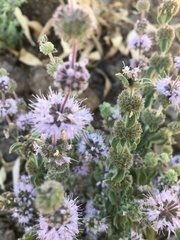 Mentha pulegium
