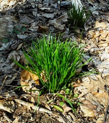 Muscari