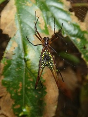 Micrathena donaldi