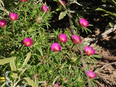 Portulaca grandiflora