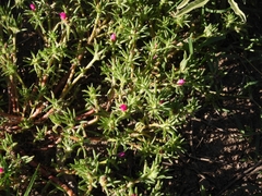 Portulaca grandiflora