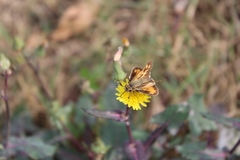Hylephila phyleus phyleus