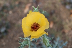 Argemone aenea