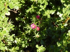 Portulaca grandiflora