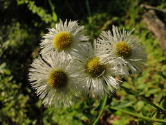 Erigeron pulchellus