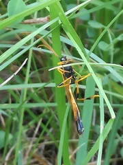 Therion circumflexum