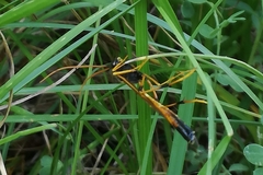 Therion circumflexum