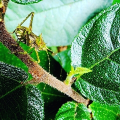 Phricta