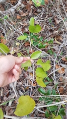 Passovia pedunculata