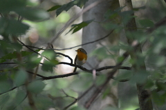 Erithacus rubecula