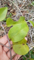 Passovia pedunculata