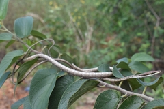 Oxybelis potosiensis