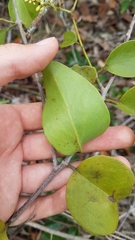 Passovia pedunculata