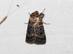 Proteuxoa sanguinipuncta