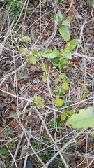 Passovia pedunculata