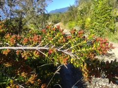 Metrosideros stipularis