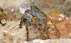 Grapsus grapsus