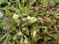 Leptinella squalida squalida