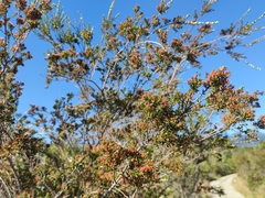 Metrosideros stipularis