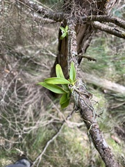 Sarcochilus australis