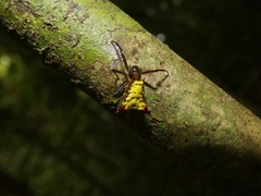 Micrathena duodecimspinosa