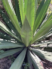 Furcraea andina