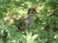 Thamnophilus ruficapillus