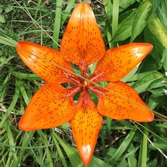 Lilium bulbiferum