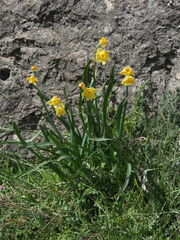 Narcissus supramontanus