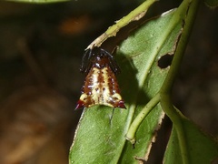 Micrathena triangularis