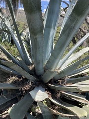 Agave americana