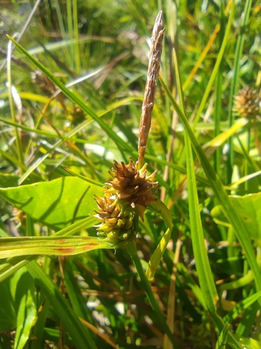 Image of Carex sagei by (c) Santiago Martín-Bravo, some rights reserved (CC BY)