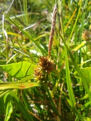 Carex sagei